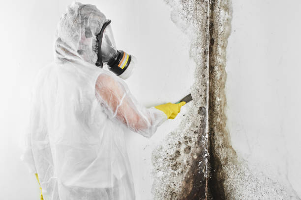 Trusted Mikes, TX Mold Remediation Experts